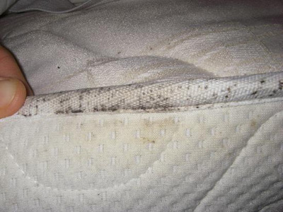 10 Tips on How to Recognize Bed Bugs