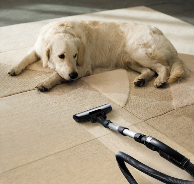 Pet Stain and Pet Odor Cleaning Services